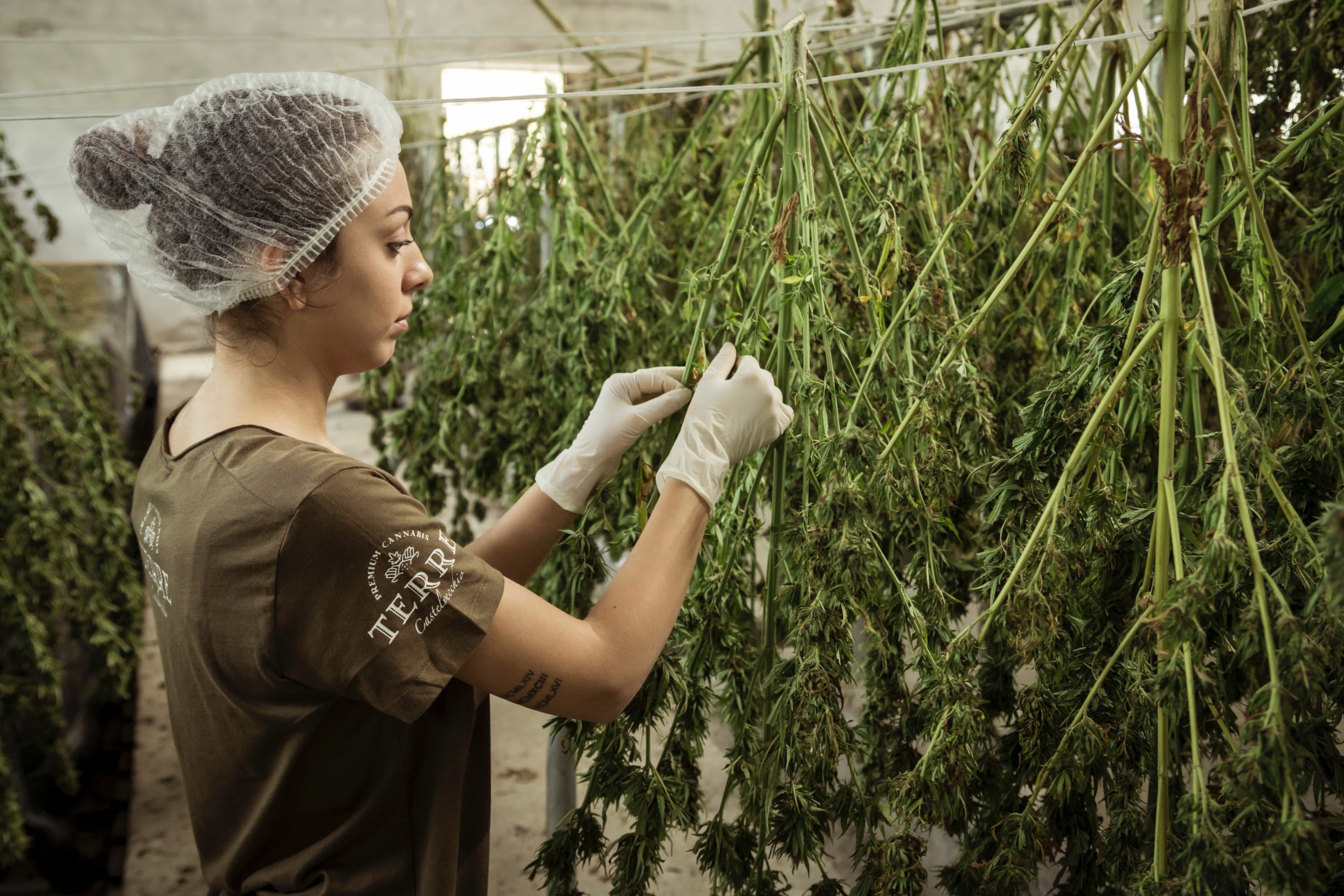 Cannabis Distribution - safe cultivation